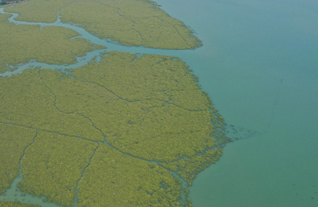 孔雀湾红树林修复与岸线生态化子项目红树林生态全过程监测及效果评估